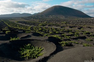 Espectacular paisaje de viñedos en Lanzarote