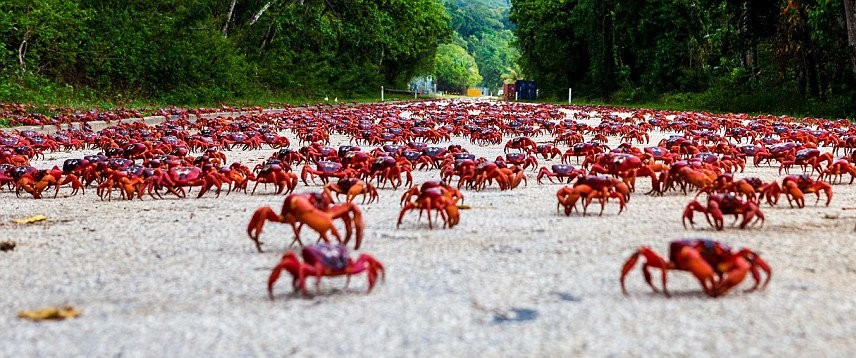 migración cangrejos rojos, un paisaje de otro planeta