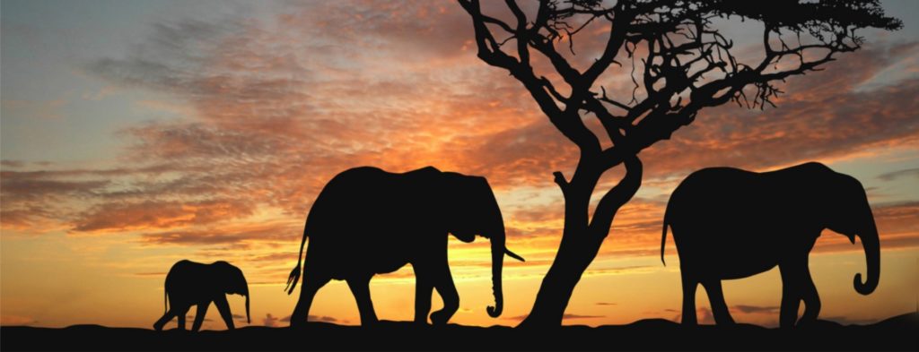 Viajes que hacer antes de morir - safari Africa