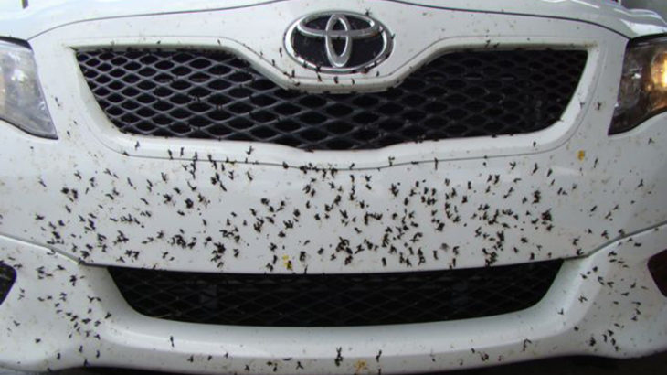Trucos para limpiar los mosquitos del coche
